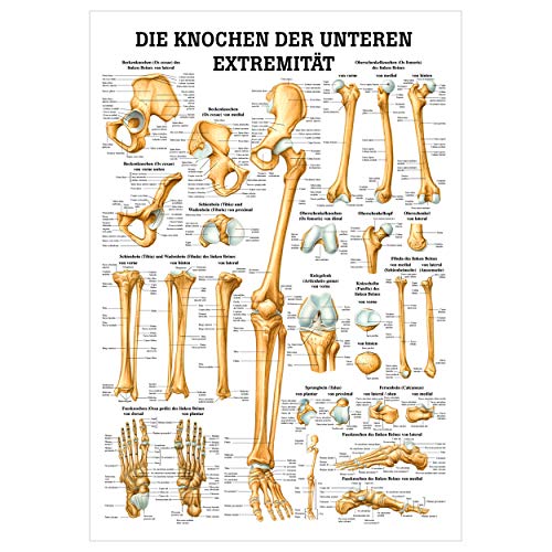 Ruediger Anatomie MIPO67 Die Knochen der Unteren Exträmität Tafel, 24 cm x 34 cm, Papier von Rdiger- Anatomie GmbH