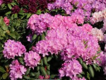 Rhododendron 'Roseum Elegans', 50-60 cm, Rhododendron Hybride 'Roseum Elegans', Containerware von Rhododendron Hybride 'Roseum Elegans'