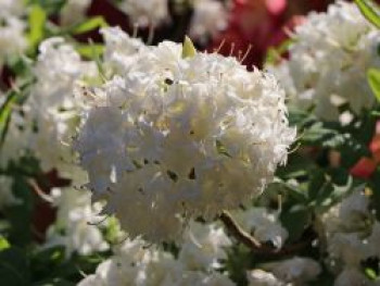 Rhododendron 'Schneeköpfchen', 40-50 cm, Rhododendron mixtum 'Schneeköpfchen', Containerware von Rhododendron mixtum 'Schneeköpfchen'