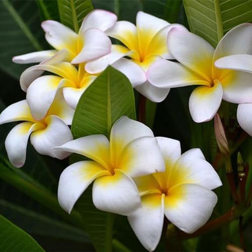 100 Teile/beutel Plumeria Rubra Frangipani Hawaiian Lei Blumensamen Gartenpflanzen Gartensamen zum Pflanzen jetzt von Roadoor