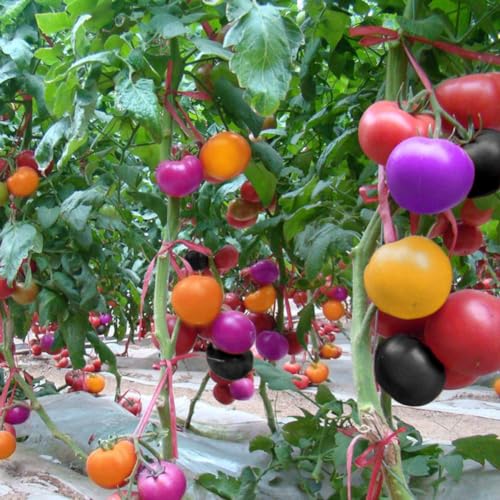 200 Stück Regenbogen Tomaten Samen Garten Köstliche Obst Gemüse Pflanze Home Decor Garten Samen für das Pflanzen jetzt Regenbogen von Roadoor