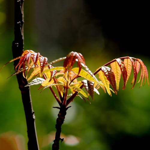 40 Stück Chinesische Mahagoni-Toon-Samen Rotes Öl Toona Sinensis Garten-Gemüsepflanzen-Gartensamen zum Pflanzen jetzt von Roadoor