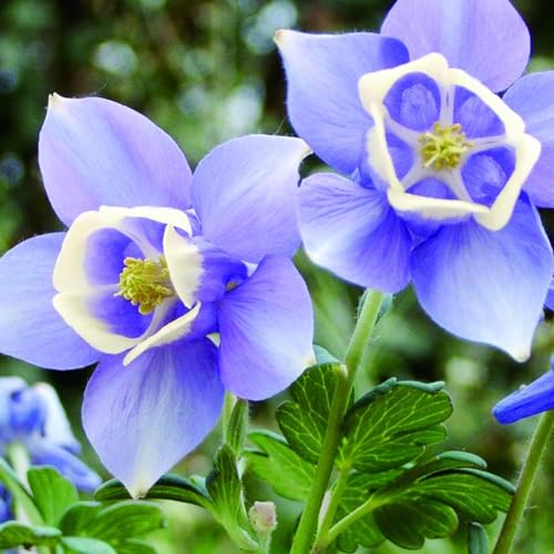 50 Stück Aquilegia-Samen, Blaue Akelei, gefüllte Blütenpflanze, romantische Gartendekoration, Gartensamen zum Pflanzen von Roadoor