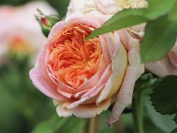 Kletterrose 'Alchymist', Rosa 'Alchymist', Containerware von Rosa 'Alchymist'