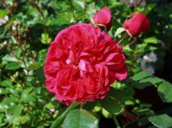 Nostalgie®-Edelrose 'Deep Love' ®, Rosa 'Deep Love' ®, Wurzelware von Rosa 'Deep Love' ®