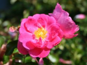 Beetrose / Bodendecker-Rose 'Neon' ®, Rosa 'Neon' ® ADR-Rose, Topfware von Rosa 'Neon' ® ADR-Rose