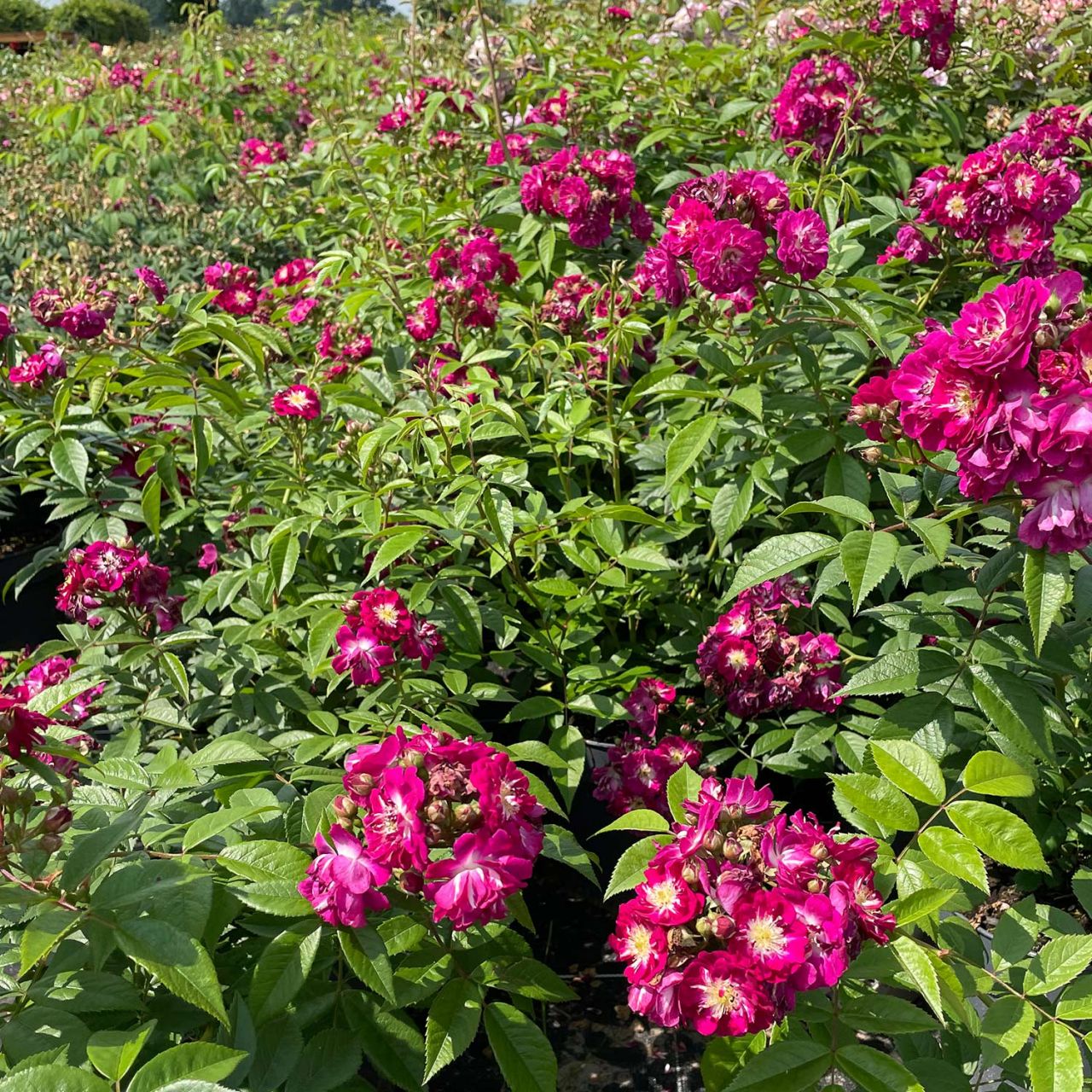 Ramblerrose 'Perennial Blue' - ADR-Rose von Rosen Tantau