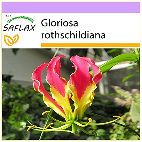 SAFLAX - Afrikanische Kletterlilie - 15 Samen - Gloriosa rothschildiana von Saflax