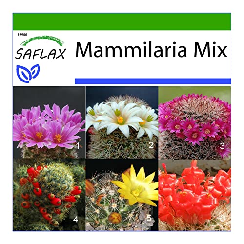 SAFLAX - Kakteen - Mammilaria Mischung - 40 Samen - Mit keimfreiem Anzuchtsubstrat - Mammilaria Mix von Saflax