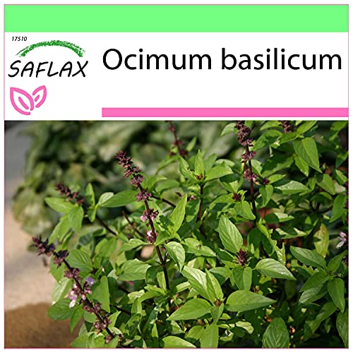 SAFLAX - Kräuter - Thai - Basilikum - 200 Samen - Ocimum basilicum von Saflax