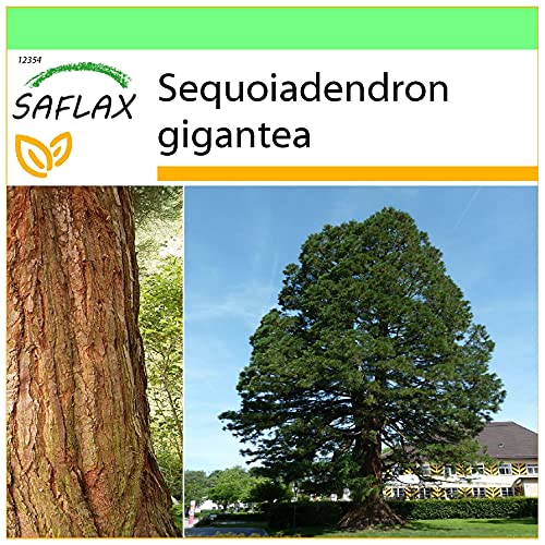 SAFLAX - Berg - Mammutbaum - 50 Samen - Sequoiadendron gigantea von Saflax