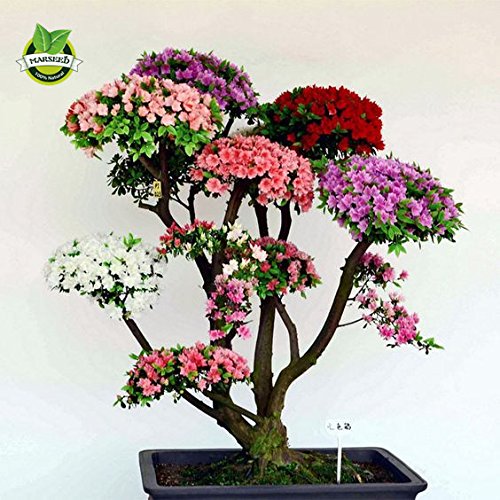 100 PC / bag Bonsai Berg Azalea - Rhododendron simsii Satsuki Mischfarben-Blumen-DIY Haus & Garten Pflanzen samen nur von SVI