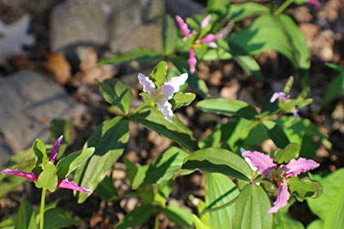 2016 SEEDS ~ Trillium pusillum ~ MOIST Verpackt und CHILLED von SVI