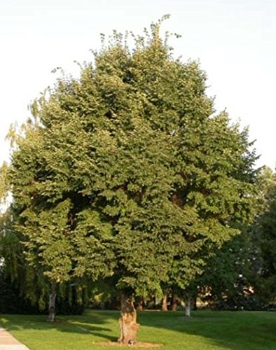 50 Littleleaf Linden Tree Samen, Tilia cordata von SVI