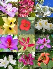 BAUHINIA Mix Seltene Orchideenbaum Blütenduftende Big Pflanze Bonsai Seed 15 Samen von SVI