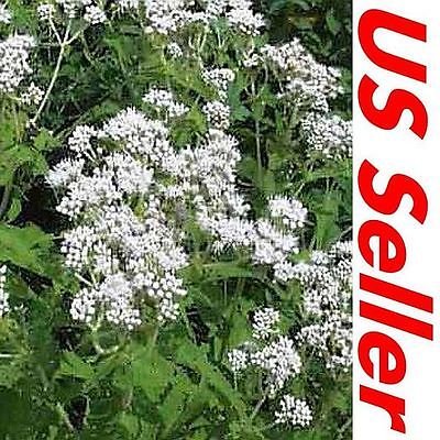 Eupatorium Seeds - Boneset G93, 300 Samen, Eupatorium Perfoliatum Seeds von SVI