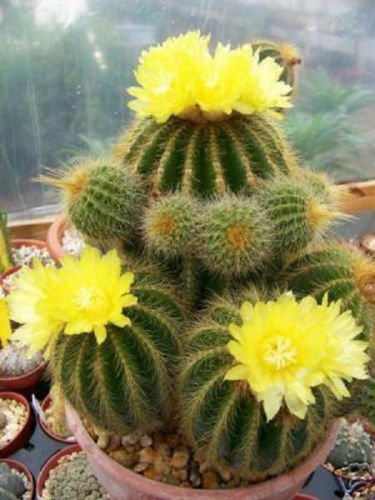 Parodia warasii @ Kakteen seltener Kaktus Notocactus 25 SEEDS von SVI