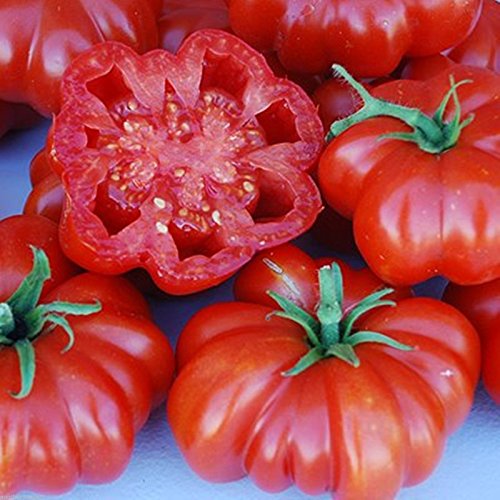 Rosso sizilianischen Tomaten Og 25 Samen Italienisch Erbstück Gerippte Früchte bis zu 6 Unzen von SVI
