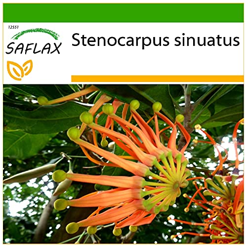 SAFLAX - Australischer Feuerradbaum - 20 Samen - Mit keimfreiem Anzuchtsubstrat - Stenocarpus sinuatus von Saflax