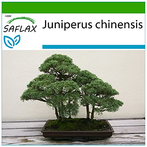 SAFLAX - Bonsai - Chinesischer Wacholder - 30 Samen - Mit keimfreiem Anzuchtsubstrat - Juniperus chinensis von Saflax