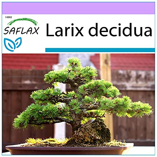 SAFLAX - Bonsai - Europäische Lärche - 75 Samen - Larix decidua von Saflax