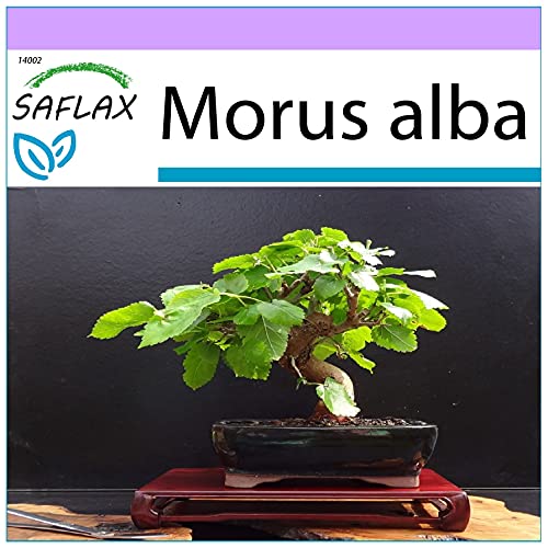 SAFLAX - Bonsai - Weißer Maulbeerbaum - 200 Samen - Morus alba von Saflax