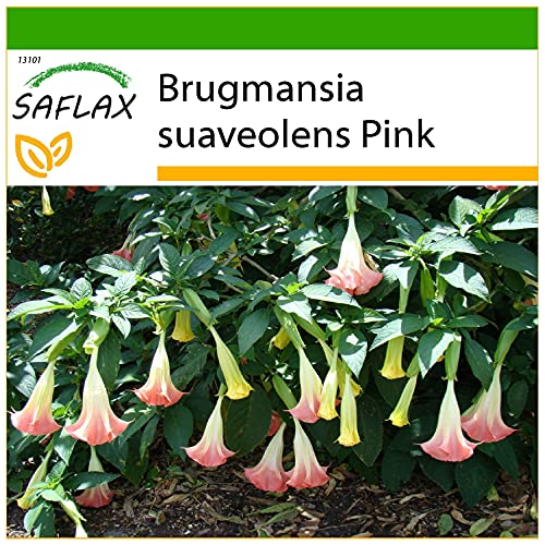 SAFLAX - Engelstrompete/Pink - 10 Samen - Mit keimfreiem Anzuchtsubstrat - Brugmansia suaveolens Pink von Saflax