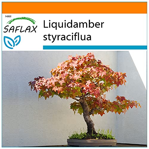 SAFLAX - Garden in the Bag - Bonsai - Amerikanischer Amberbaum - 100 Samen - Mit Anzuchtsubstrat im praktischen, selbst aufstellenden Beutel - Liquidamber styraciflua von Saflax