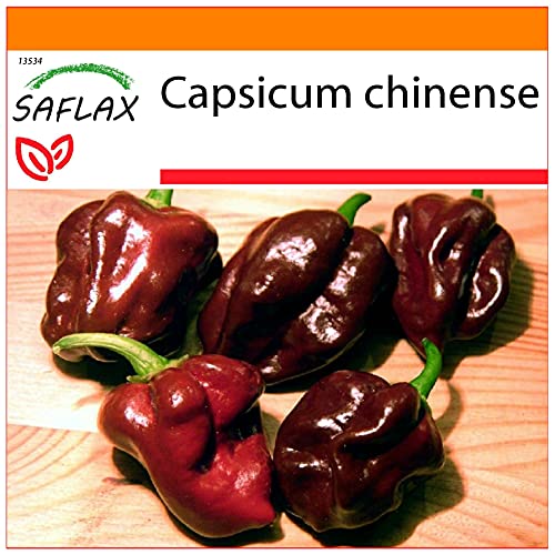 SAFLAX - Garden in the Bag - Chili - Habanero Chocolate - 10 Samen - Mit Anzuchtsubstrat im praktischen, selbst aufstellenden Beutel - Capsicum chinense von Saflax