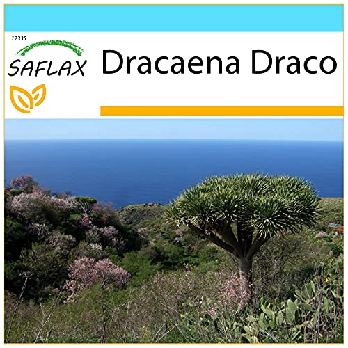 SAFLAX - Geschenk Set - Drachenbaum - 5 Samen - Mit Geschenk- / Versandbox, Versandaufkleber, Geschenkkarte und Anzuchtsubstrat - Dracaena Draco von Saflax