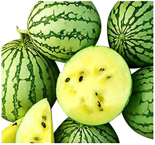 Gelbe Ananas-Melone -Wassermelone- 10 Samen (Gelbfleischig und Zuckersüß) von Samenchilishop (Immer nur einmal Versand)