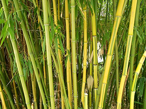 Winterharter Riesen Bambus 500 Samen (Bis zu 35 Meter Hoch) von Samenchilishop (Immer nur einmal Versand)
