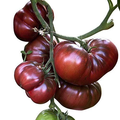 Tomate - Black Krim 10 Samen -Super süße dunkle Fleischtomate- von Samenchilishop (Immer nur einmal Versand)