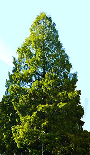 Seedeo® Anzuchtset Urwelt-Mammutbaum (Metasequoia glyptostroboides) 200 Samen von Seedeo Anzuchtset