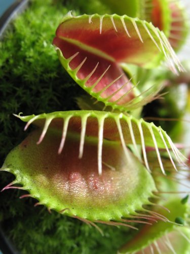 Seedeo® Anzuchtset Venus Fliegenfalle (Dionaea muscipula) von Seedeo Anzuchtset