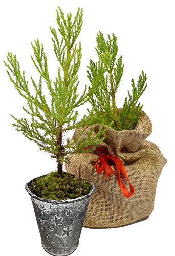 Seedeo® Berg - Mammutbaum (Sequoiadendron giganteum) Pflanze 2 Jahre Geschenkedition Topf mit Sternen von Seedeo