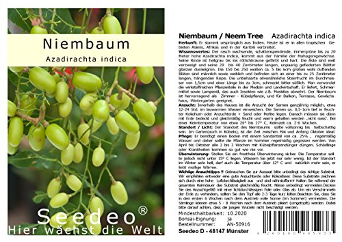 Seedeo® Niembaum/Neem Tree (Azadirachta indica) 20 Samen von Seedeo