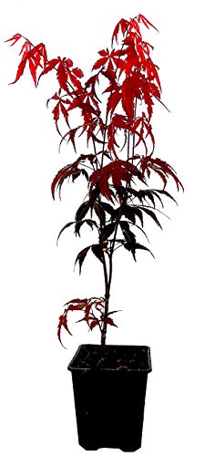 Seedeo® Roter Fächerahorn (Acer palmatum atropurpureum) ca. 30-40 cm hoch von Seedeo
