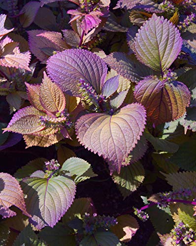 Seedeo® Shiso/Perilla rot (Perilla frutescens) ca. 200 Samen von Seedeo