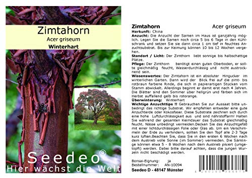 Seedeo® Zimtahorn (Acer griseum) 30 Samen von Seedeo