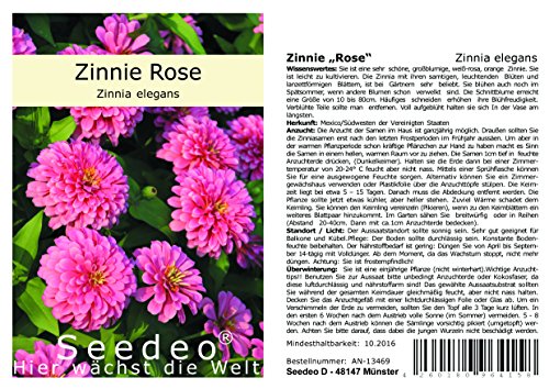 Seedeo® Zinnie „Rose“ (Zinnia elegans) 50 Samen von Seedeo
