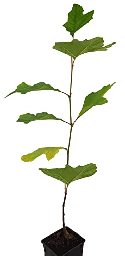Seedeo®Orientalische Platane (Platanus orientalis) Pflanze ca. 60 cm hoch von Seedeo