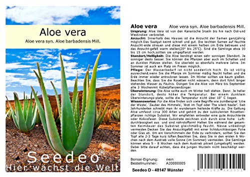 Seedeo® Aloe Vera (Aloe Vera syn. Aloe barbadensis) 15 Samen von Seedeo