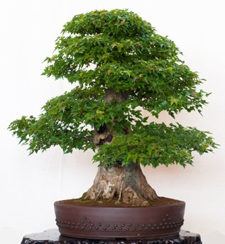 Seedeo Bonsai Anzucht - Set Dreispitzahorn (Acer buergerianum) von Seedeo