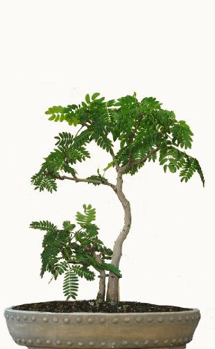 Seedeo Bonsai Anzuchtset Schlafbaum/Seidenakazie (Albizzia julibrissin) von Seedeo