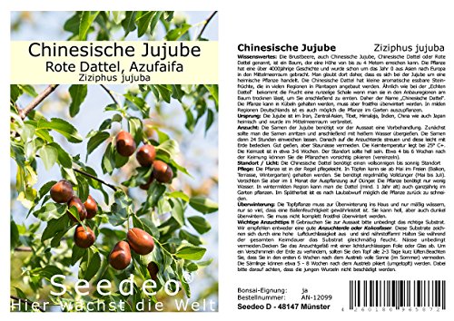 Seedeo Chinesische Jujube (Ziziphus jujuba) 10 Samen von Seedeo