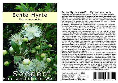 Seedeo Echte Myrte (Myrtus communis) 30 Samen von Seedeo