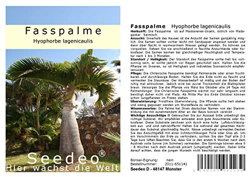 Seedeo Fasspalme (Hyophorbe lagenicaulis) 5 Samen von Seedeo