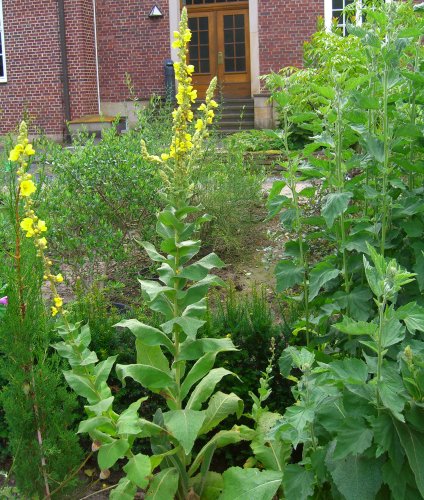 Seedeo Königskerze (Verbascum thapsiforme) 200 Samen von Seedeo