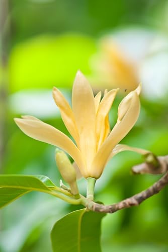 Seedeo Magnolia champaca (Michelia Champaca) 15 Samen von Seedeo